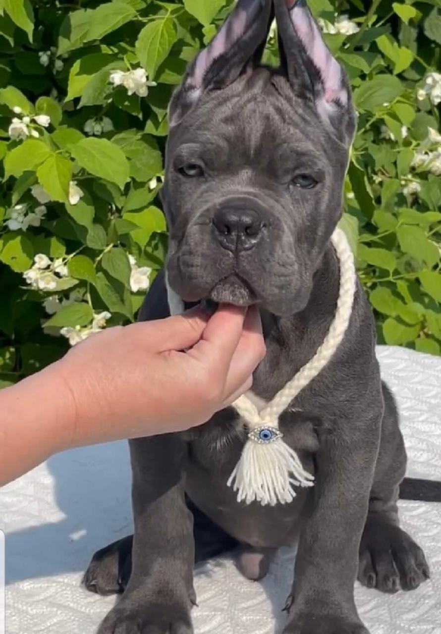 Cane Corso Puppy