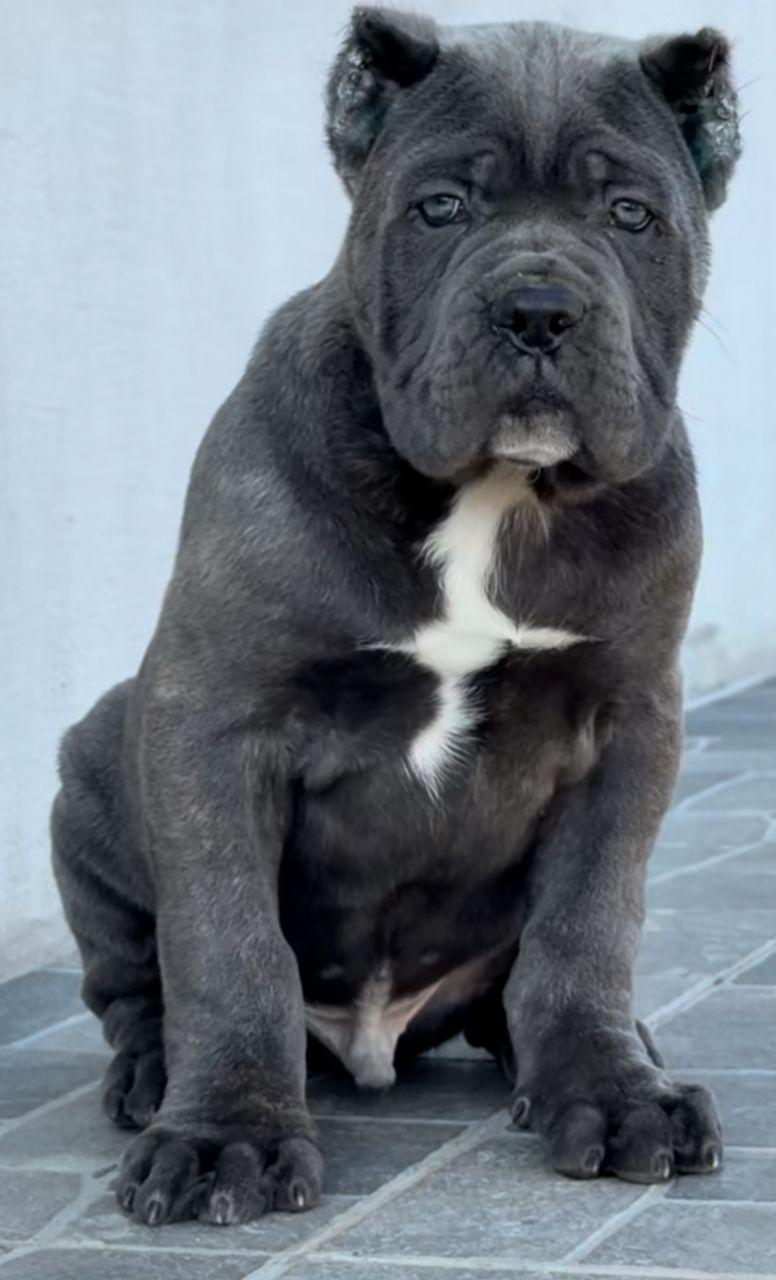 Royal Corsos Puppy